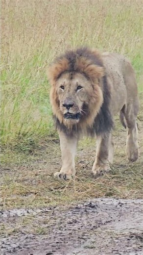 Watch The Walking Lion!! 🦁🦁🦁 #Wildlife #ShortsAfrica