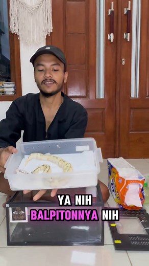 How to Set Up a Ball Python Enclosure