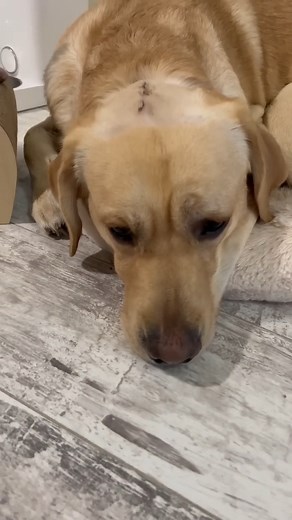 Deni is a malingerer 🙈#DogAndCatLove #PawsAndWhiskers #FurBabies #DogsAndCatsOfFacebook #FurEverFriends #PetLovers #PawsAndClaws #BFF (Best Furry Friends) #FluffyAndFierce | Deni Mani