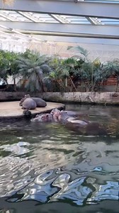 Hippo vocalizes with curious sounds