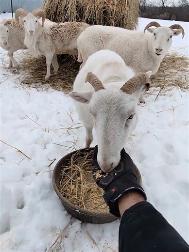 Engaging Baby Shower Ideas for Sheep Lovers