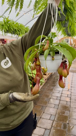 🦟 Meet Nepenthes — aka pitcher plants — the houseplant with built-in bug control. These tropical carnivores use their pitchers to catch small insects (no feeding required!). ☀️ Bright, indirect light is key 💧 Use well-draining soil keep it consistently moist 🌫️ They love humidity — think tropical vibes Unique, beautiful, and surprisingly easy once you know the basics. If you’ve been curious about carnivorous plants, this is your sign. #PitcherPlant #Nepenthes #CarnivorousPlants #HouseplantCar