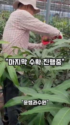 거의 다 땄는데도 아직 이 정도…🥭2026 애플망고 시즌도 끝이 보입니다. 마지막까지 정성껏 수확합니다🥭#애플망고 #제주애플망고 #윤쌤과수원 #농부일상 #마지막수확 #쇼츠