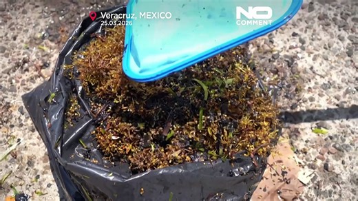 Mexico races to clean crude from Veracruz coastline