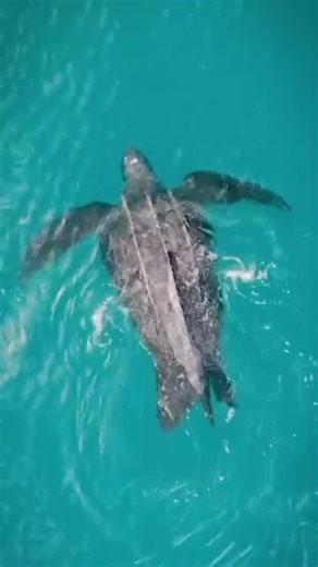 4ocean on Instagram: "Leatherback turtles are the largest sea turtles in the world, growing up to 7 feet long and weighing as much as 2,000 pounds, yet they survive almost entirely on jellyfish 💙 🎥 @ausmashmash"