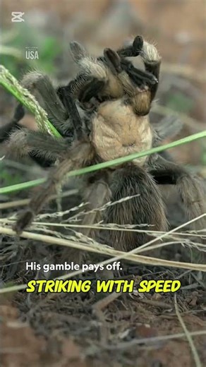 Meet the Tarantula: The Feared Spider That Is Not as Deadly as You Think.