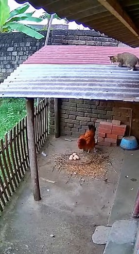 Watch this unbelievably funny CCTV footage of a village chicken defending her egg from a sneaky cat! Captured with a real security-camera style angle, the video shows the cat trying to steal food and the brave hen chasing it all over the courtyard. From slips, jumps, to unexpected fails — everything looks raw, natural, and totally unedited. If you love real animal moments, comedy, and unexpected chaos, this video will make your day! No music, no cartoon effects — just pure funny reality caught o