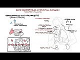 Wegeners Syndrome - Granulomatosis with Polyangiitis (Pathophysiology, Symptoms, Treatment) • Video • MEDtube.net