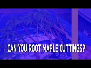 Can you root Maple cuttings?