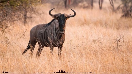Wildebeest sounds | George Vlad