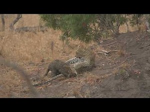 Leopard Attacks Hyena Defending It's Cub (Orpen Gate Kruger National Park)