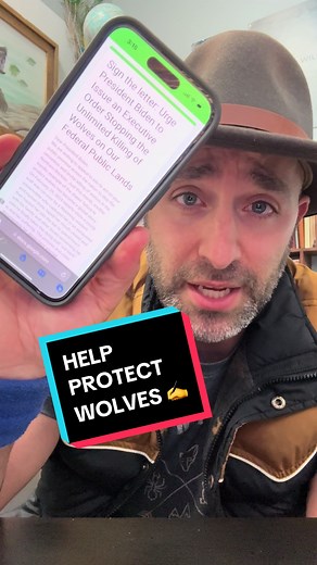 SIGN THE PETITION in my bio to protect wolves PLEASE! 🙏 I cannot thank you all enough for your support and love for wolves this week. Together we are creating awareness, gaining traction, and making a difference. We took a big step this week, but this is a huge journey that doesn’t end here. I am so grateful for your time and care for these beautiful and vitally important creatures, but atrocities are still taking place every day… We need to be the voice for these animals who cannot speak for t