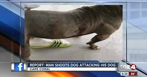 Report: Man shoots dog attacking his dog