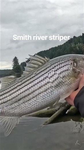 LIVE BAIT Gets HAMMERED! Smith River Striper 🎣