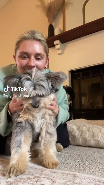 Gigi the Pomapoo: Adorable Kisses and Cuddles