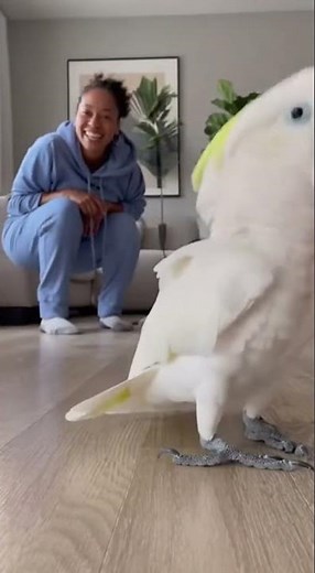 🕺💃 Watch this hilarious parrot bust some serious dance moves! #DancingParrot #FunnyBird #AnimalDance