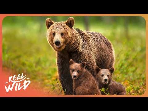 Inside a Mother Bear's Fight to Protect Her Cubs | Ultra HD Wildlife Documentary