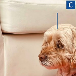 3.2K views · 40 reactions | The cockapoo made an 8,000-mile round trip to have a life-saving surgey | Cambridgeshire Live | Facebook