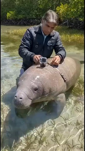 "Manatee POV: Underwater Secret World of Sea Cows 🐋🌿 | Real Marine Life Footage"