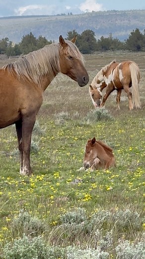 Protective Momma— the day I shared this palomino mare with silver mane standing over and protecting her newbie. Here are a few snippets of her standing guard over her foal. When other horses came too near she pinned her ears and placed herself between her foal and the other horse. *Keep the WILD in our WEST! - Mustang Meg. #wildlife #WildlifeBehavior #mustangs #wildhorses | Mustang Meg