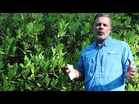 Anise tree (Illicium spp.) - Plant Identification