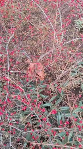 Leo Inoce | red berry bush | Instagram