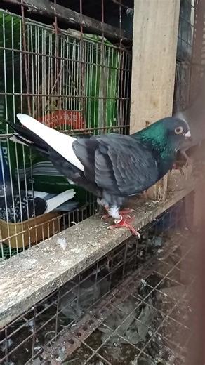 Batman pigeon #pigeon #kalapatids #kalapati #pigeonring #pigeonborga | BORGA LOFT TV