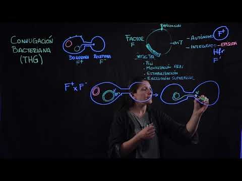 Conjugación bacteriana