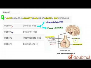 Functionally, the adenohypophysis of pituitary gland includes