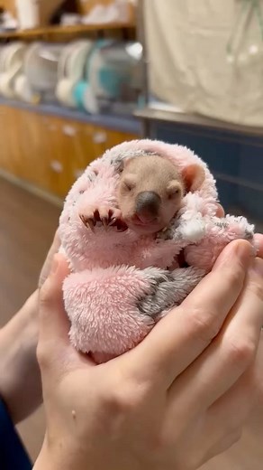 Sleepy baby koala! 🤩 Poor Whistle the koala joey lost her mum to a car accident while she was still in her pouch. Apart from some minor bruising, Whistle is doing great! 🐨 She loves her regular feeds, and is receiving lots of TLC from her dedicated wildlife carer. What a precious little girl! ❤️ | Wildlife Warriors