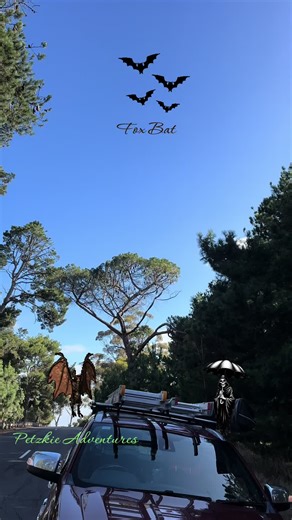 Explore the World of Fox Bats with Petzkie Adventures