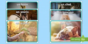 French Pets Display Photos