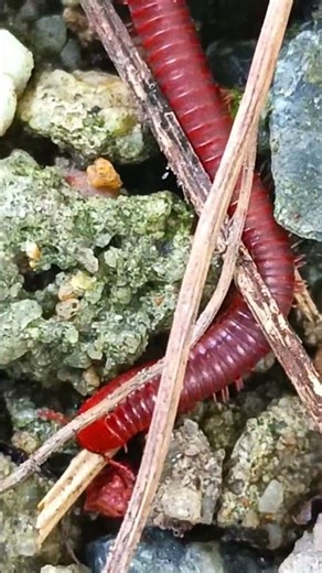 HYPNOTIC 1000 Legs! 🐌 Millipede's Slow Crawl Across Rocks (ASMR Nature Sounds)