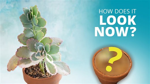 Pruning Update: How My Kalanchoe Lavender Scallops Are Doing