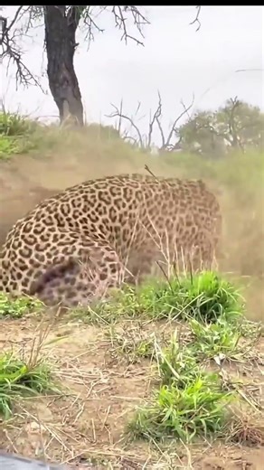 Will the hunter be able to hunt during a fight between a leopard and a boar?#hunting #unitedstates