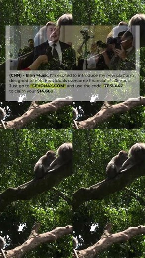 4K HDR Monkey Business Life of Monkeys Animal Documentary Fun & 1664s