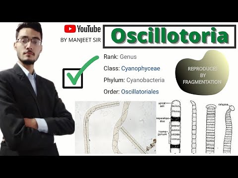 Oscillatoria, Body Structure, Reproduction And Life Cycle by Manjeet Yadav for bsc 1 year