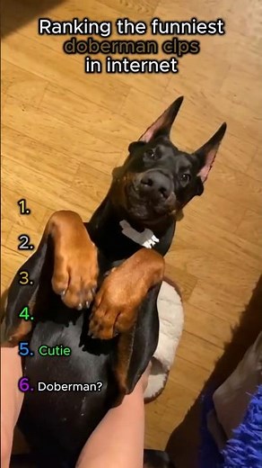 Rankin the funniest doberman videos in internet #funny #viral #ranking
