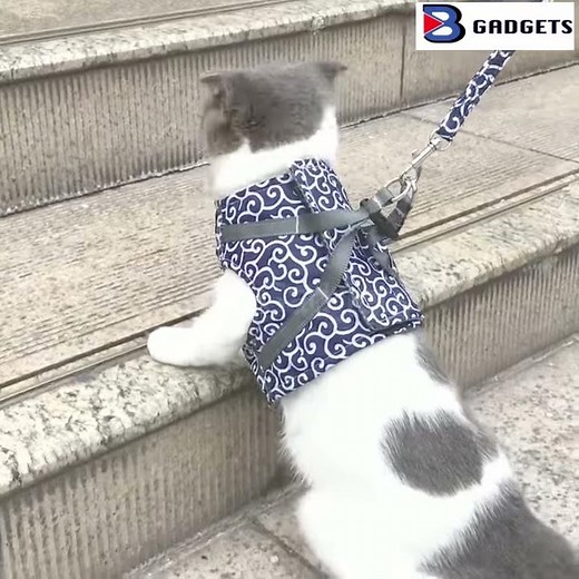Harnais Pour Chat : Promenez-vous En Toute Sécurité Avec Votre Chat