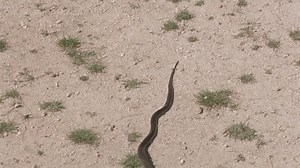 Moses und Aaron (Danièle Huillet y Jean-Marie Straub, 1975)