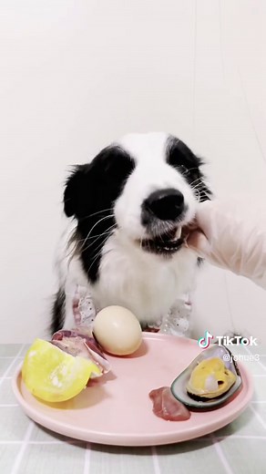 Can Dogs Eat Colorful Peppers? Healthy Diet for Your Furry Friend
