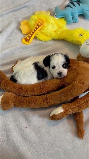 Absolutely Adorable and Definitely Little Female Shih-Poo Puppy from Our April 2025 Litter.