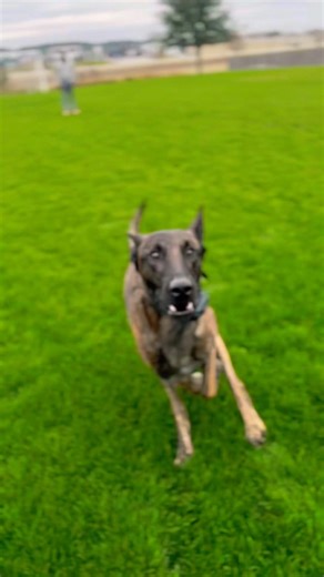 Dutch shepherd- Billions #malinois #k9 #dogtrainingtips #bitedog #puppylife #dutchshepherd