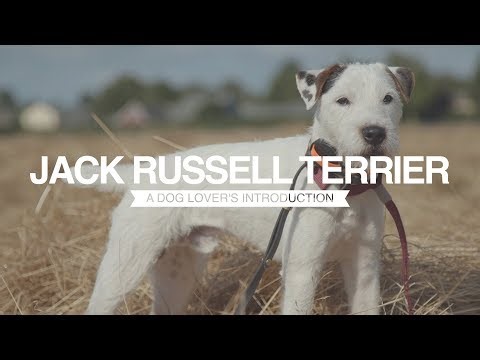 Jack Russell terrier a dog lover's introduction