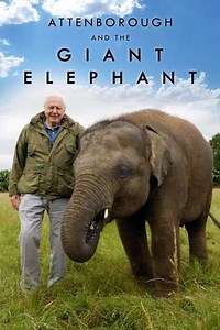 Attenborough and the Giant Elephant - Movie