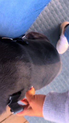 Adopción de Chimuelo: Un Nuevo Comienzo