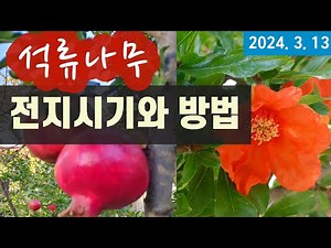 Pomegranate Tree: Pruning Timing and Methods #PomegranatePruning