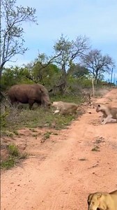 rhino attacks sleeping lion