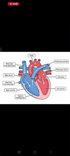 Quick Guide to the Human Heart 🫀 💜 #sciencefacts