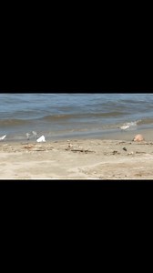 Las aves marinas son un tipo de aves adaptadas para la vida en hábitats marinos. Si bien son muy distintas entre sí en cuanto a su estilo de vida, comportamiento y fisiología, suelen manifestar casos de evolución convergente, dado que desarrollaron adaptaciones similares ante problemas idénticos, relacionados con el ambiente y los nichos de alimentación.[1]​ Las primeras aves marinas evolucionaron en el período Cretácico, aunque las familias modernas surgieron en el Paleógeno. | Enfoque Noticios